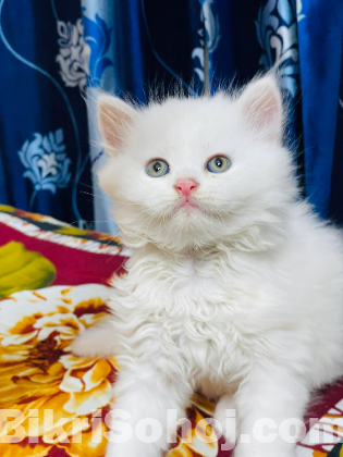 Traditional Persian Kittens